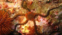 050 Ophiure lisse (Ophioderma longicauda)